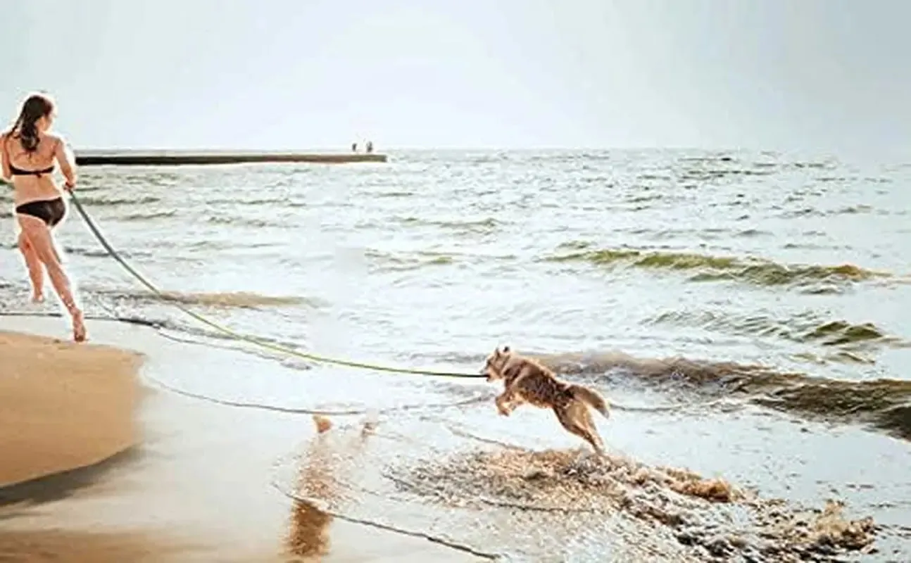 15Ft 20Ft 30Ft 40Ft 50Ft Long Dog/Puppy Lead Obedience Recall Training Dog Leashes for Small Medium Dogs Camping, Training, Play, or Backyard