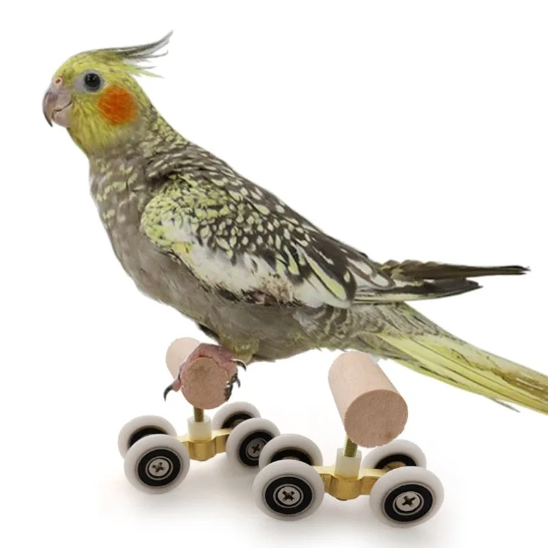 6 Piece Bird Training Toys