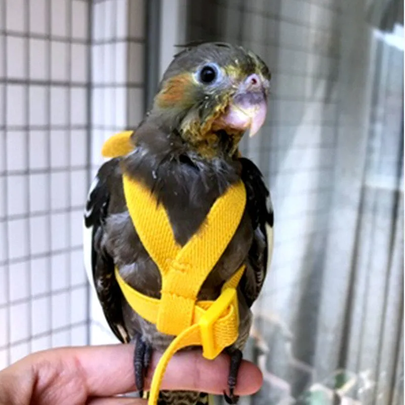 Parrot Harness Leash Set Adjustable Outdoor Flying Training Rope with Wing for Small Medium Birds Cockatiel Macaw Budgie New