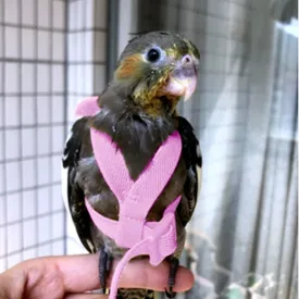 Parrot Harness Leash Set Adjustable Outdoor Flying Training Rope with Wing for Small Medium Birds Cockatiel Macaw Budgie New