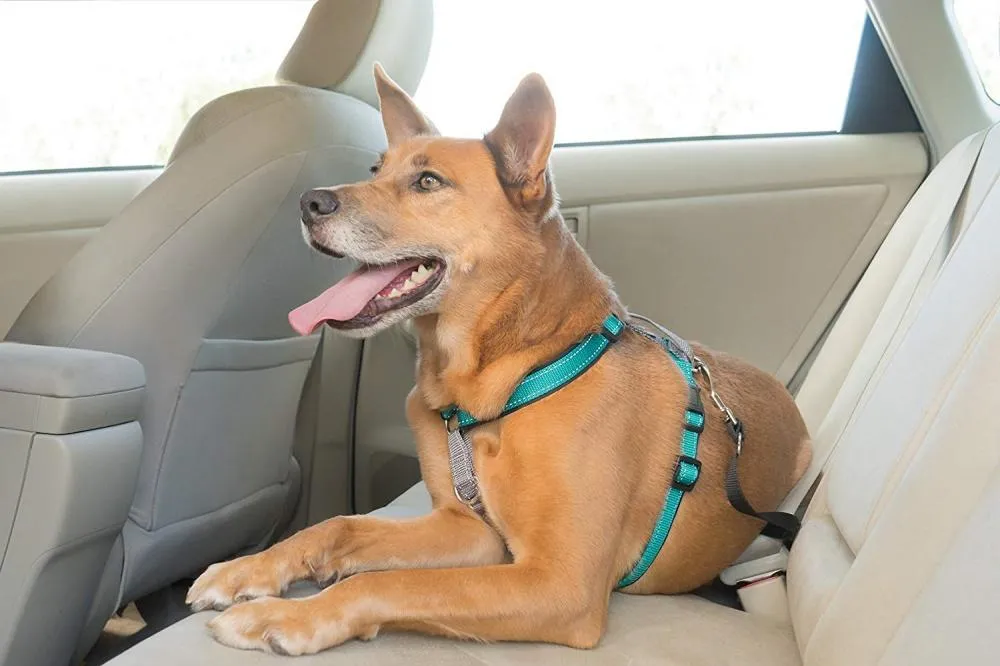 PetSafe 3 in 1 Teal Dog Harness (Small)
