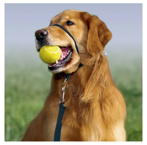 Petsafe Gentle Leader Quick Release Fawn Headcollar for Dogs (Large, 60-130 lbs)