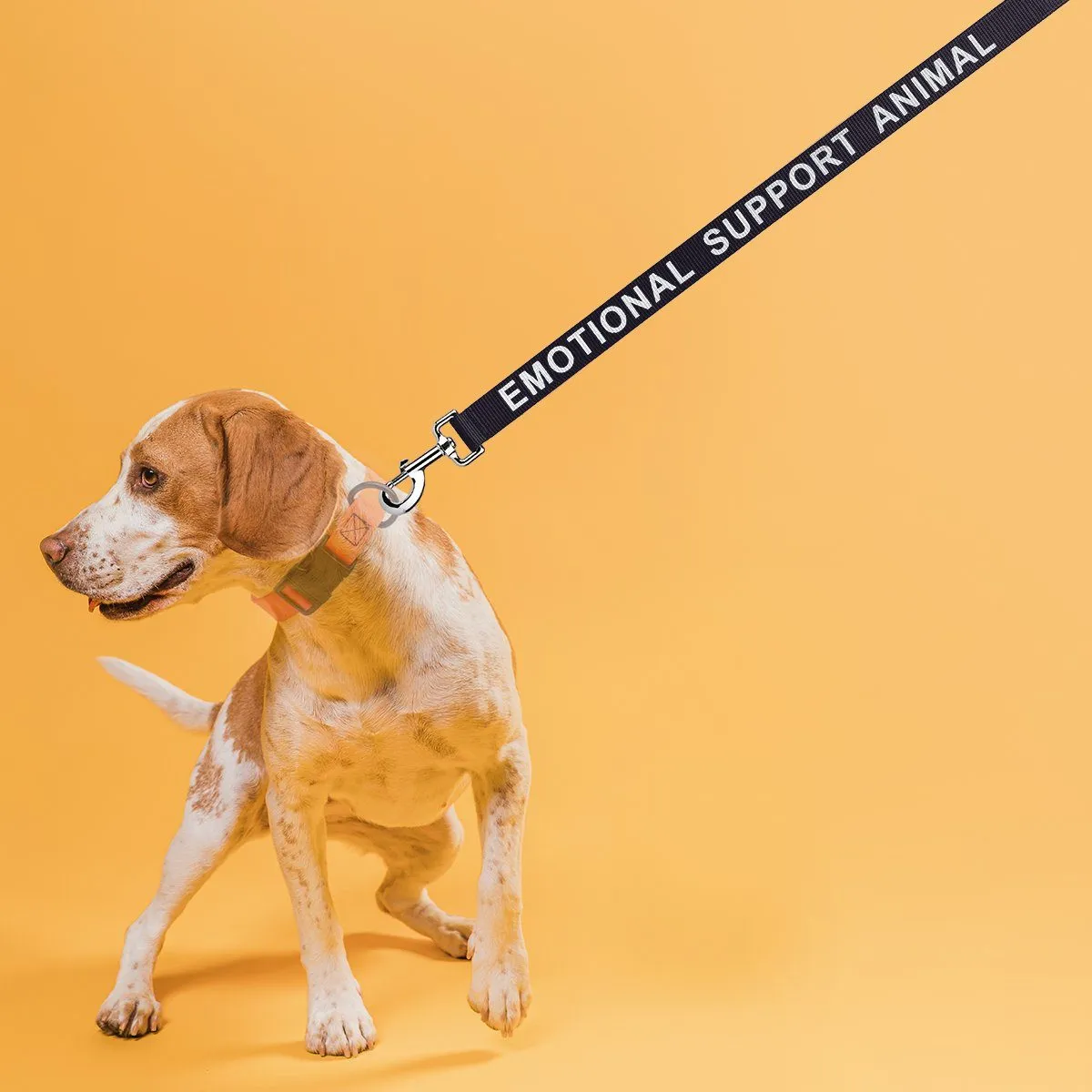 Reflective Nylon Leash