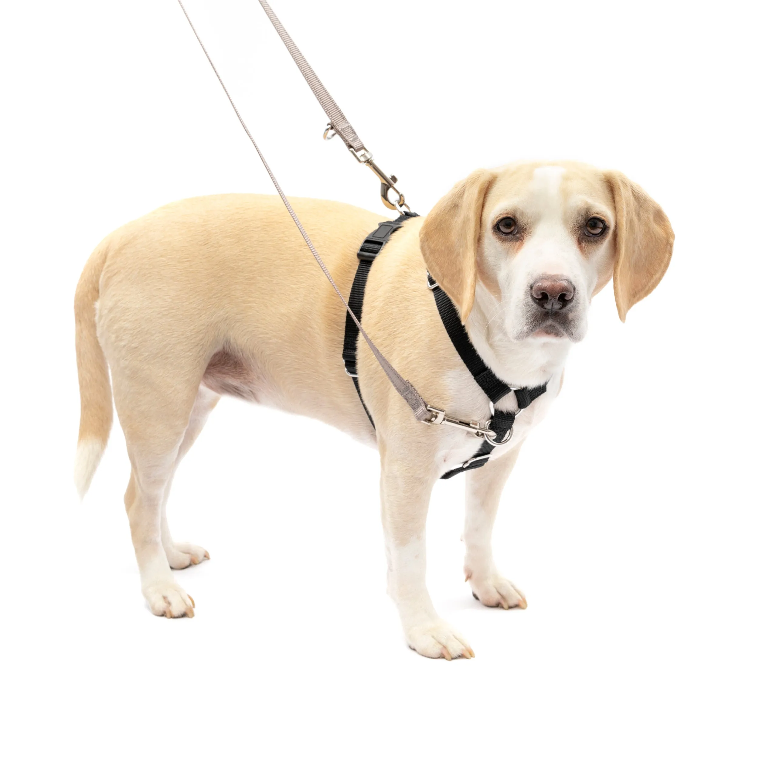 Sure-Fit Harness®