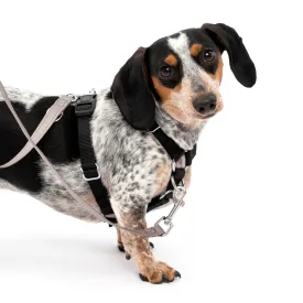 Sure-Fit Harness®